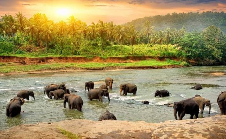 11 Best Places to Visit in Thekkady _ Thekkady Tourism Kerala _ Tour My India