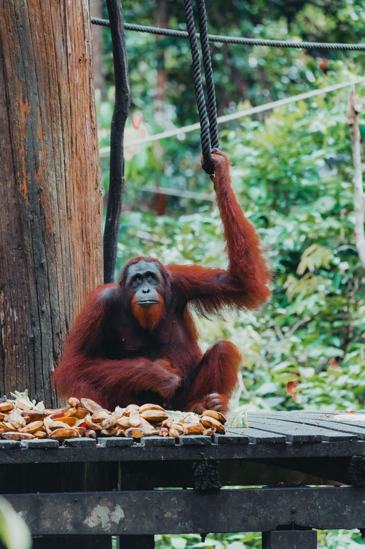 Exploring Paradise_ The Top Things to Do in Sabah, Borneo – tabithaschr