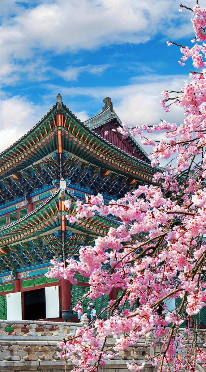 Luxury Tours to South Korea_ The Land of Cherry Blossom