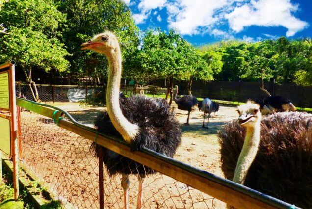 PD Ostrich Farm